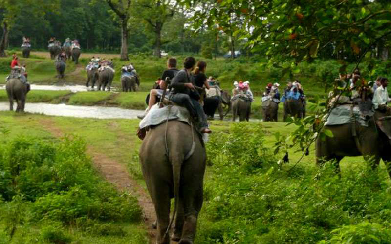 Jungle Safari at Chitwan National Park