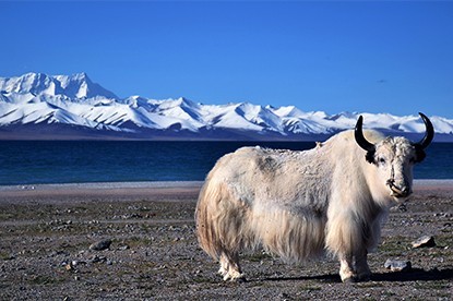 Tibet Lhasa Namtso Lake