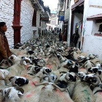 Marpha village on the way to Mustang